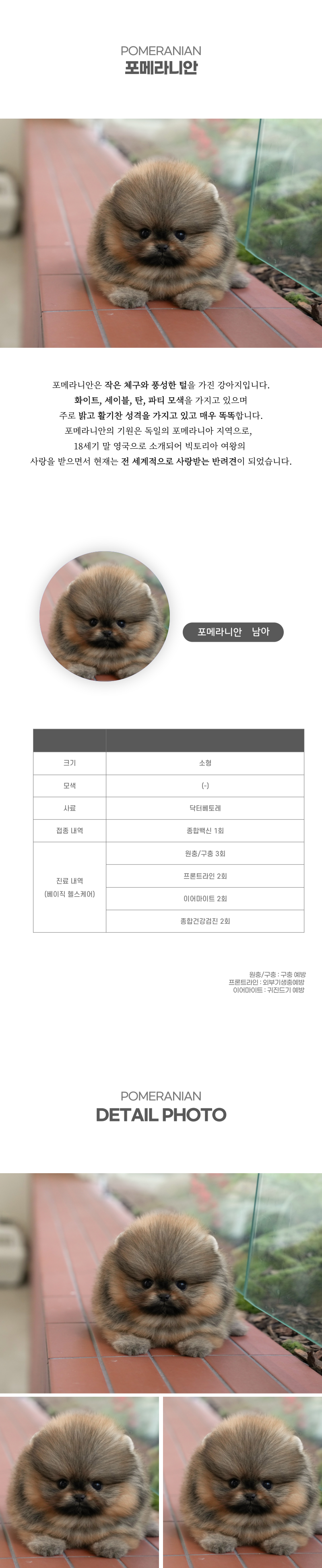 포메라니안_상세이미지_2